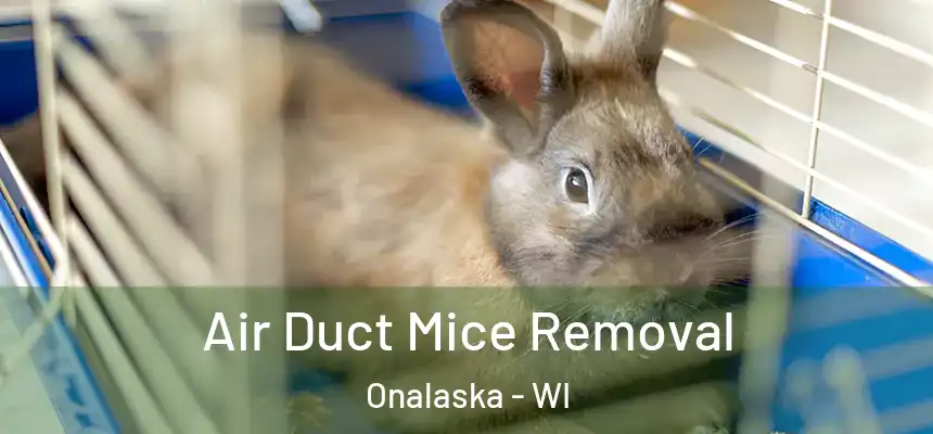  Air Duct Mice Removal Onalaska - WI